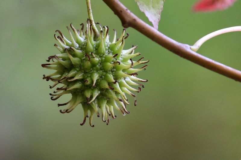 Fruit tree care